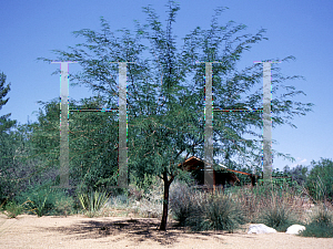 Picture of Prosopis alba 'Colorado'