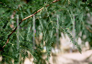 Picture of Prosopis alba 'Colorado'