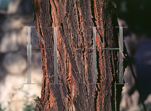 Picture of Prosopis alba 'Colorado'