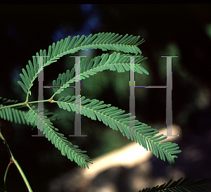 Picture of Prosopis alba 'Colorado'