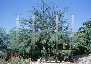 Picture of Prosopis alba 'Colorado'