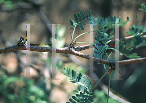 Picture of Prosopis velutina 