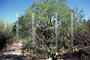 Picture of Prosopis velutina 