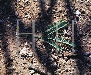 Picture of Prosopis velutina 