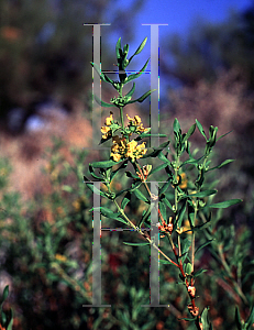 Picture of Heimia salicifolia 