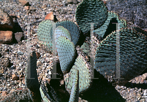 Picture of Opuntia basilaris 