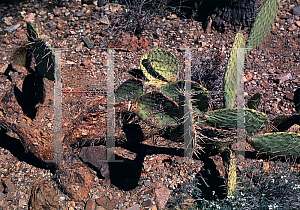 Picture of Opuntia bravoana 