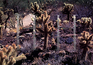 Picture of Opuntia bigelovii var. hoffmannii 