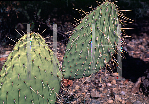 Picture of Opuntia bravoana 