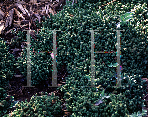 Picture of Sedum pachyclados 