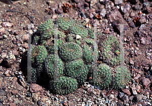 Picture of Rebutia xanthocarpa 