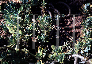 Picture of Kleinia fulgens 