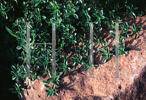 Picture of Penstemon caespitosus 'Claude Barre'