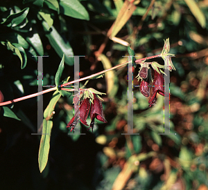 Picture of Penstemon whippleanus 