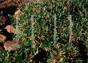 Picture of Penstemon whippleanus 