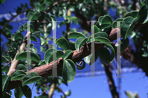 Picture of Pereskia bahiensis 