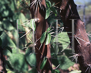 Picture of Pereskia bahiensis 