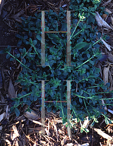 Picture of Phlox nana 