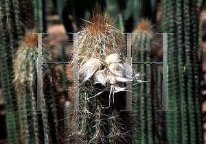 Picture of Pilosocereus chrysacanthus 