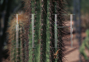 Picture of Pilosocereus chrysacanthus 