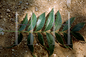 Picture of Pistacia chinensis 