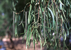 Picture of Pittosporum phillyreoides 