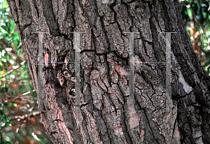 Picture of Populus fremontii 