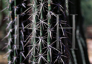 Picture of Pachycereus hollianus 