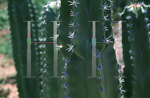 Picture of Pachycereus schottii 