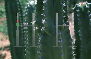 Picture of Pachycereus schottii 