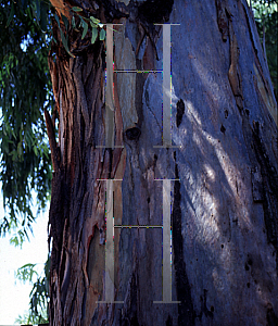 Picture of Eucalyptus camaldulensis 