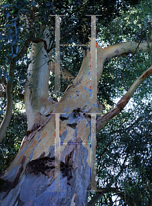 Picture of Eucalyptus camaldulensis 
