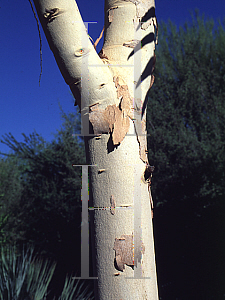 Picture of Eucalyptus papuana 