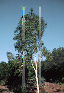 Picture of Eucalyptus papuana 