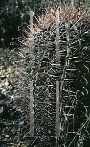 Picture of Ferocactus wislizeni 