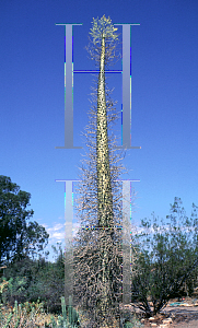 Picture of Fouquieria columnaris 