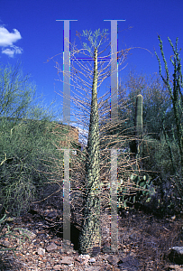 Picture of Fouquieria columnaris 