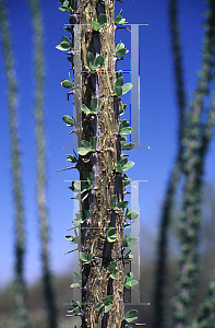 Picture of Fouquieria splendens 