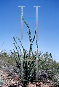 Picture of Fouquieria splendens 