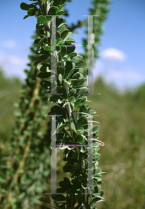 Picture of Fouquieria splendens 