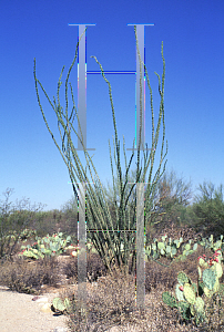 Picture of Fouquieria splendens 