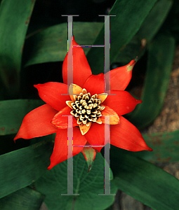 Picture of Guzmania x 'Orangeade'