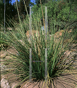 Picture of Hesperaloe nocturna 