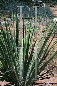 Picture of Hesperaloe funifera 