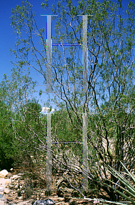 Picture of Larrea tridentata 