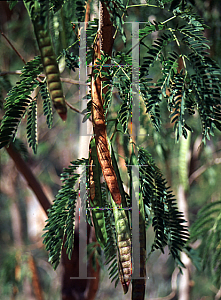 Picture of Leucaena leucocephala 