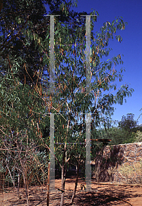 Picture of Leucaena leucocephala 