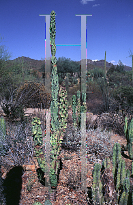 Picture of Pachycereus schottii var. monstrosus 