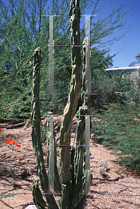 Picture of Pachycereus schottii var. monstrosus 