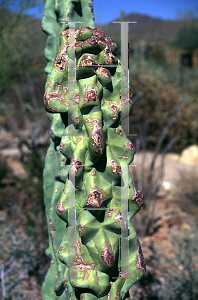 Picture of Pachycereus schottii var. monstrosus 